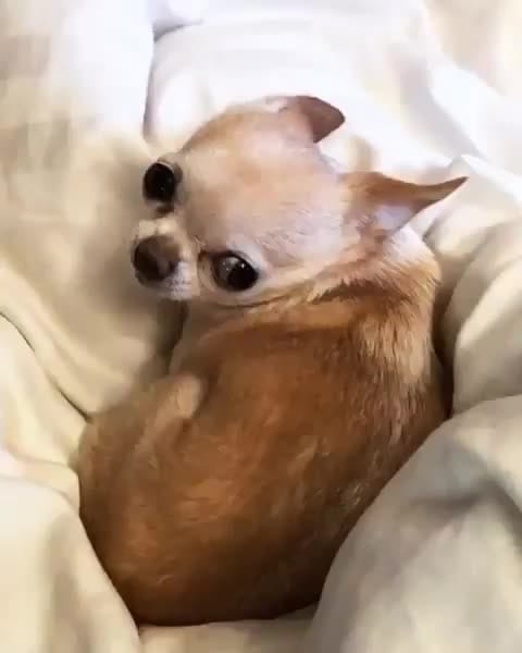 Post 3 by Chihuahua Addict 202 on Instagram (video)