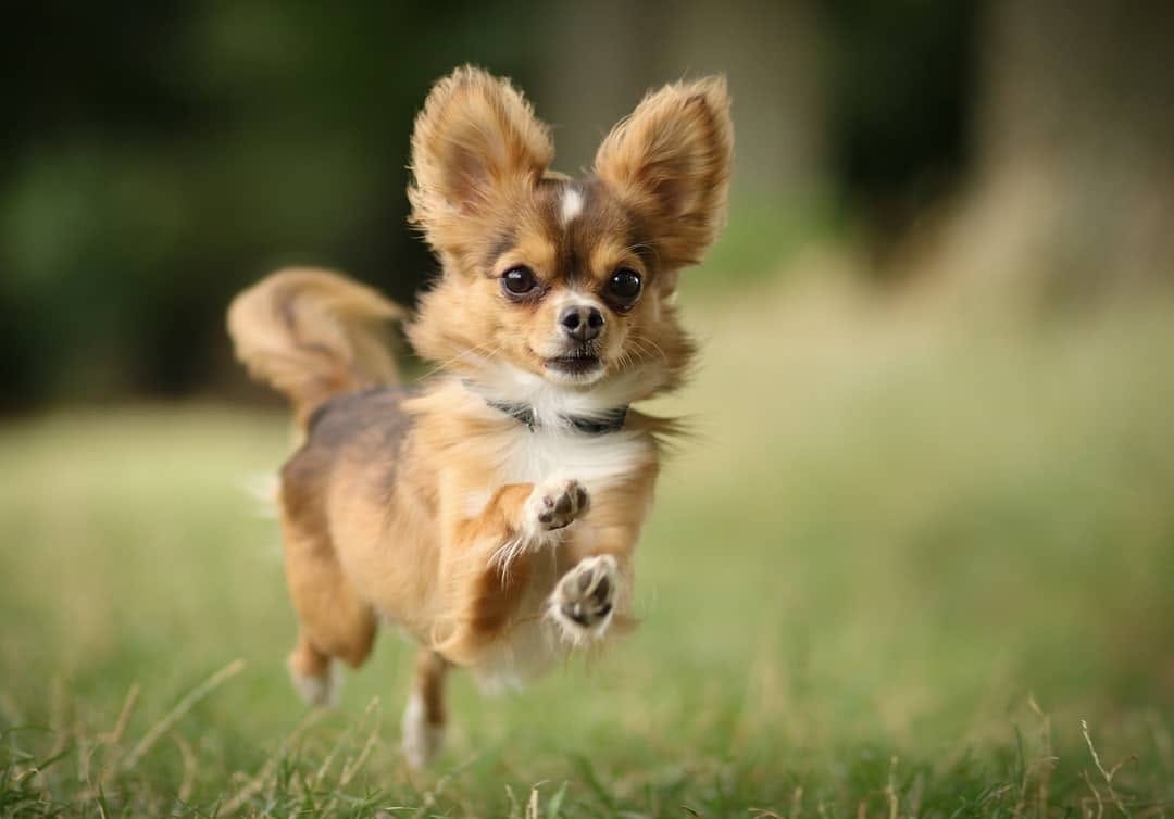 Post 6 by Chihuahua Addict 202 on Instagram (image)