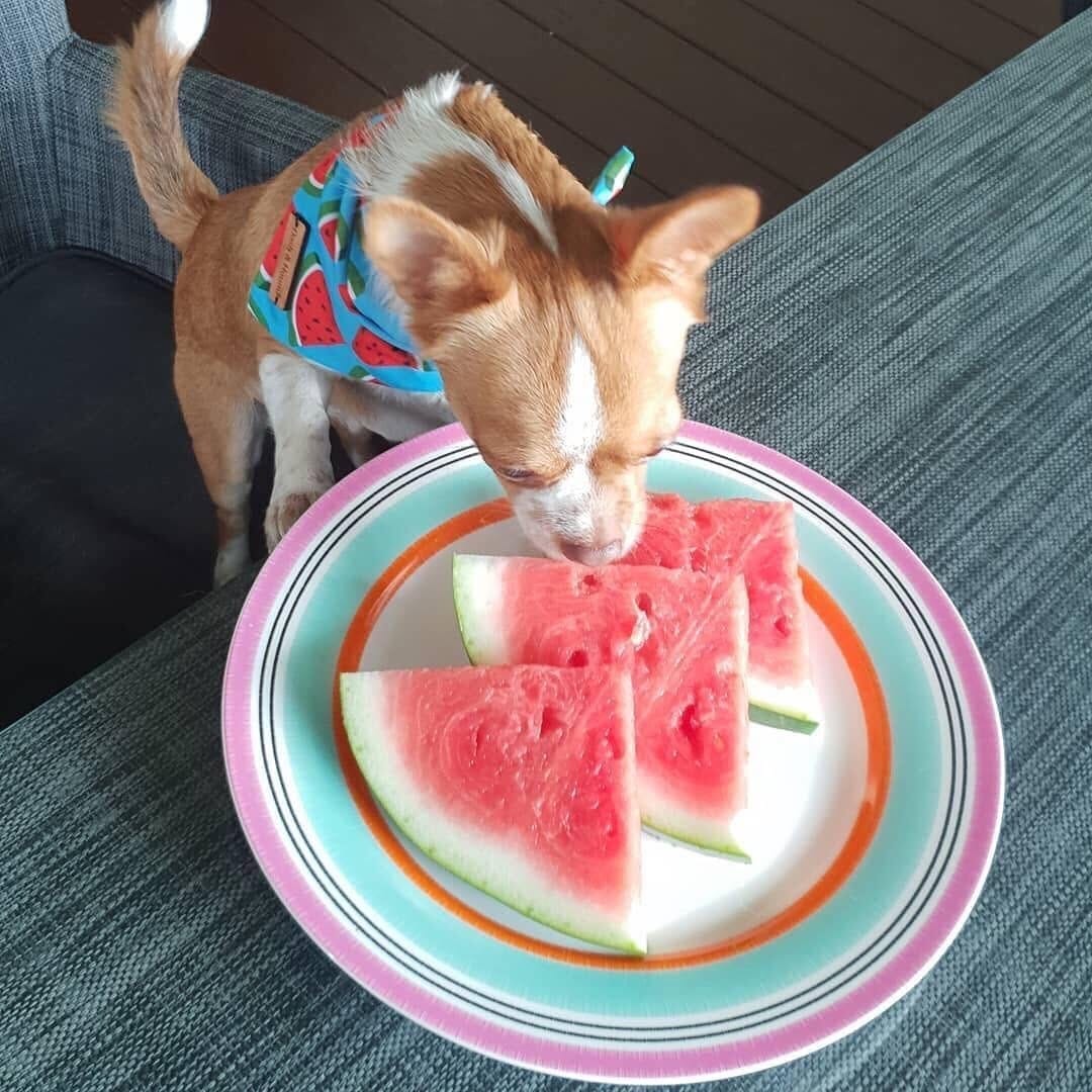 Post 1 by Chihuahua Addict 202 on Instagram (image)
