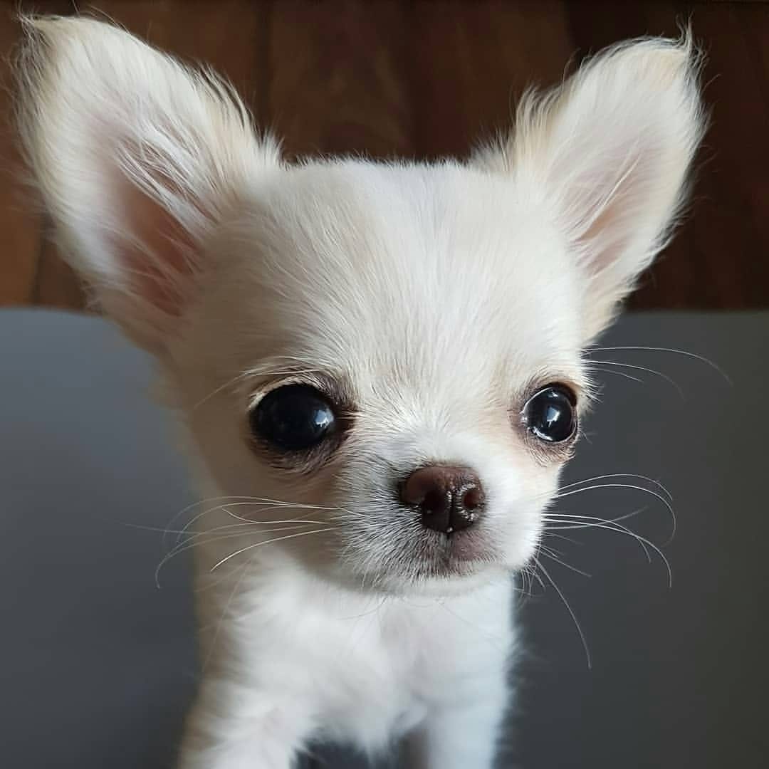 Post 8 by Chihuahua Addict 202 on Instagram (image)