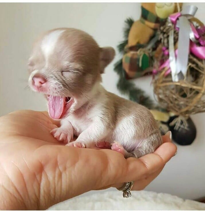 Post 4 by Chihuahua Addict 202 on Instagram (image)