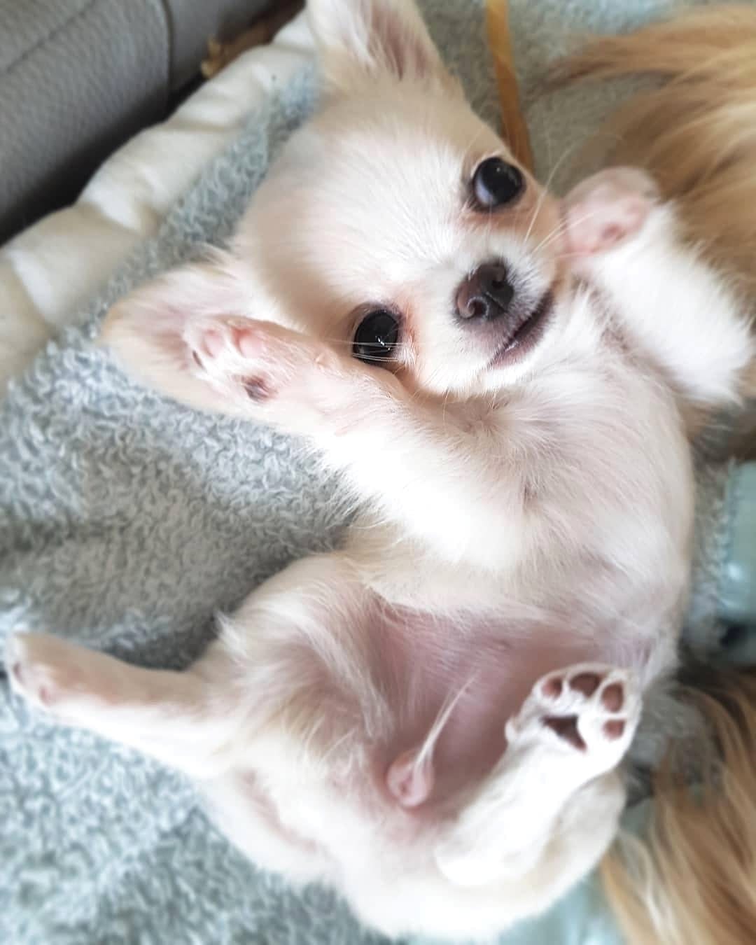 Post 2 by Chihuahua Addict 202 on Instagram (image)