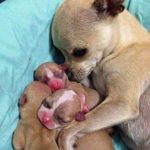 Post 9 by Chihuahua Addict 202 on Instagram (image)