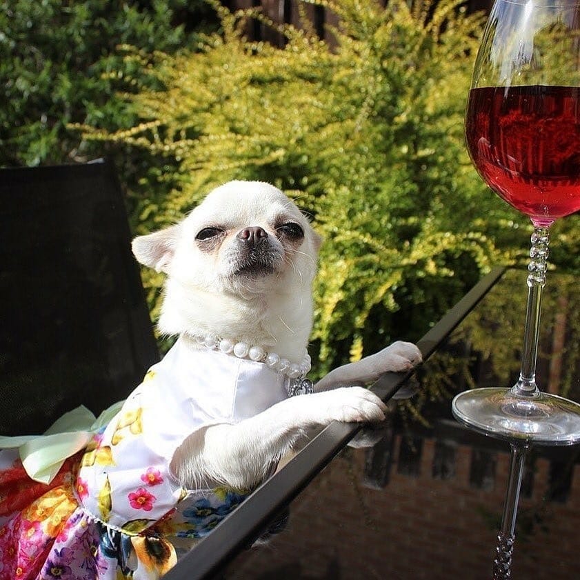 Post 5 by Chihuahua Addict 202 on Instagram (image)