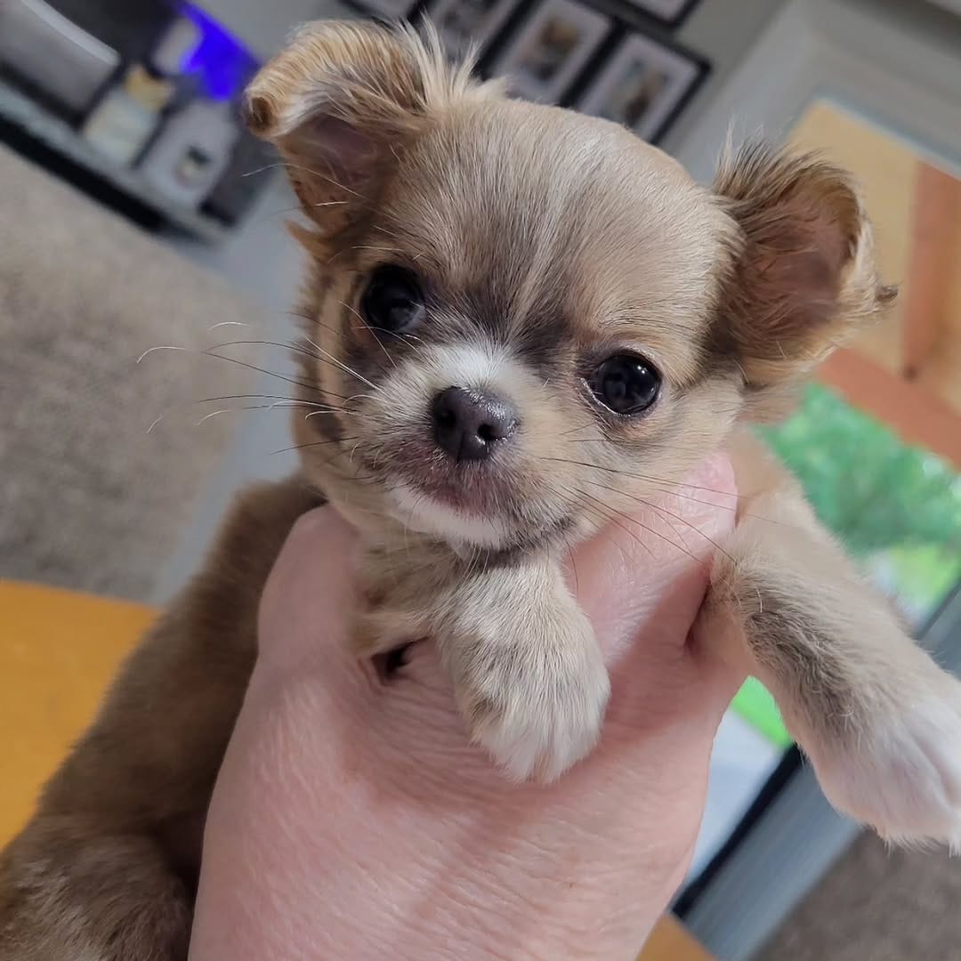 Post 1 by Kelli Giles l The Chihuahua Mama on Instagram (image)