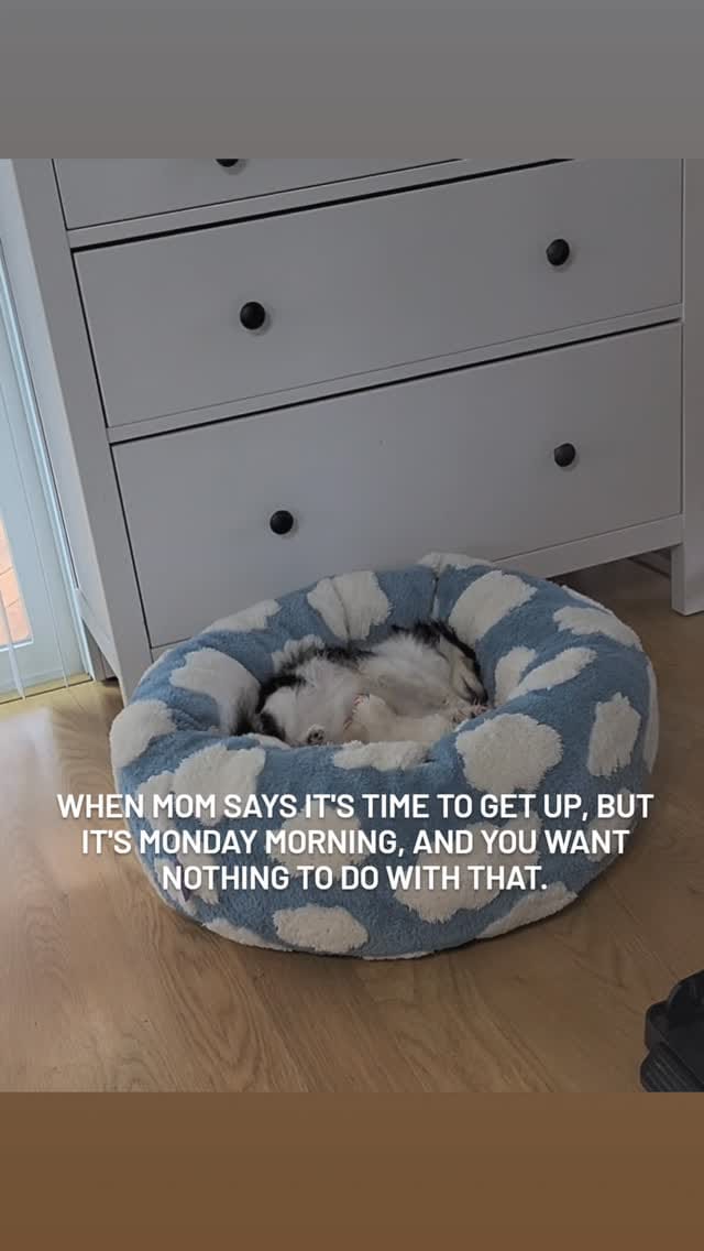 Post 7 by Kelli Giles l The Chihuahua Mama on Instagram (video)