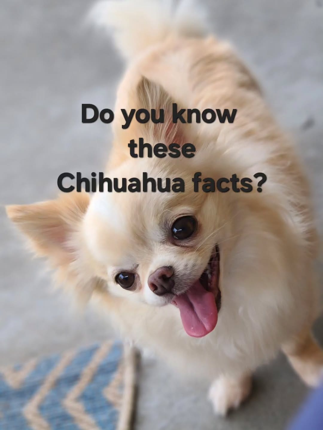 Post 2 by Kelli Giles l The Chihuahua Mama on Instagram (carousel)