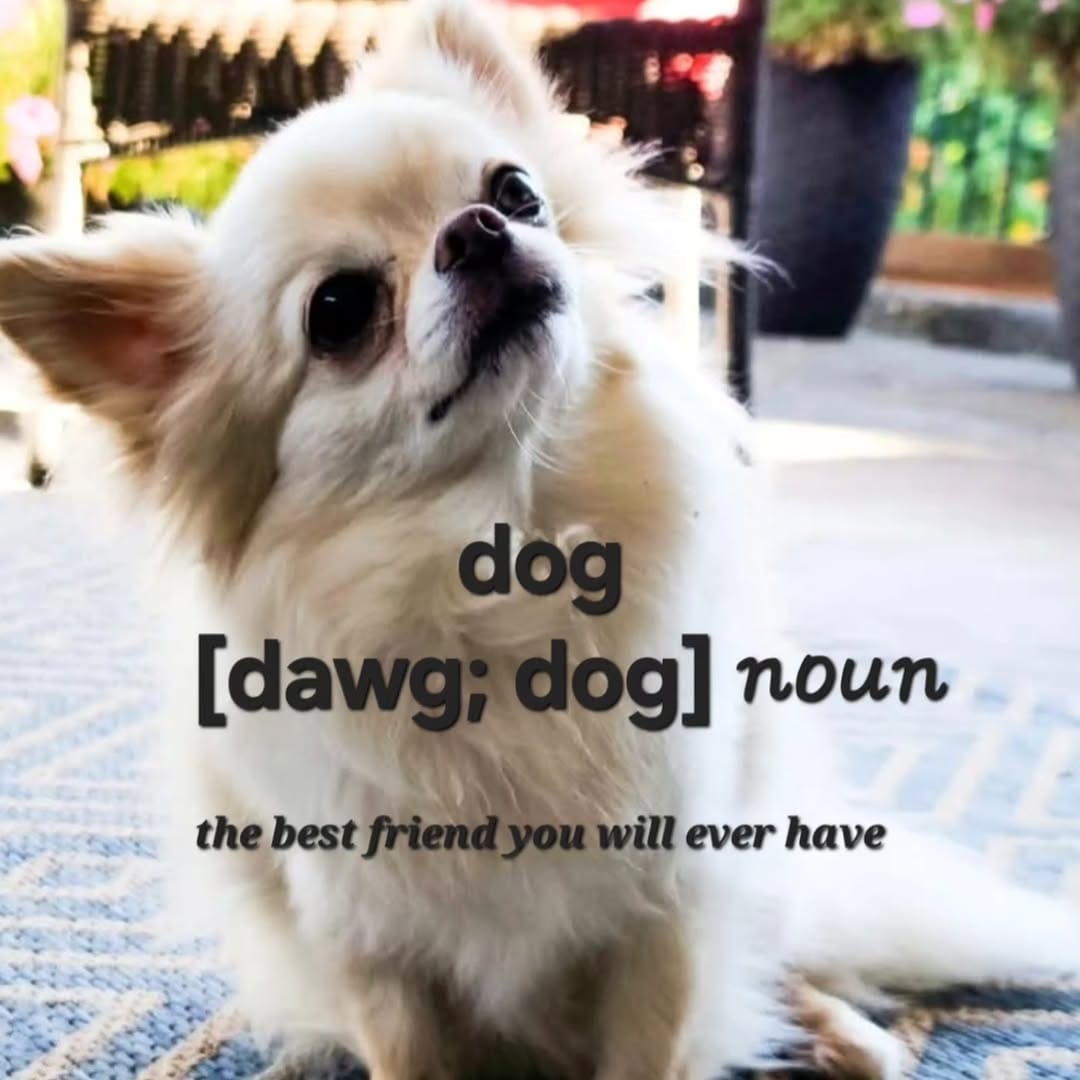 Post 6 by Kelli Giles l The Chihuahua Mama on Instagram (image)