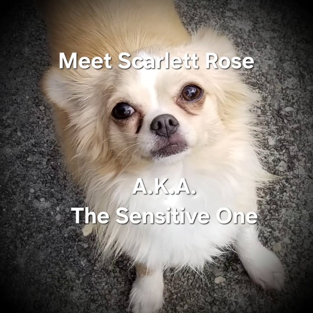 Post 8 by Kelli Giles l The Chihuahua Mama on Instagram (carousel)