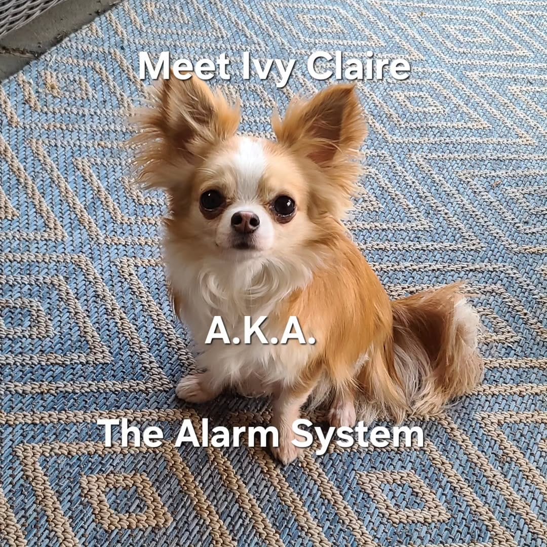 Post 5 by Kelli Giles l The Chihuahua Mama on Instagram (carousel)