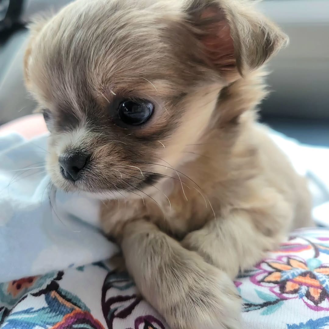 Post 3 by Kelli Giles l The Chihuahua Mama on Instagram (image)