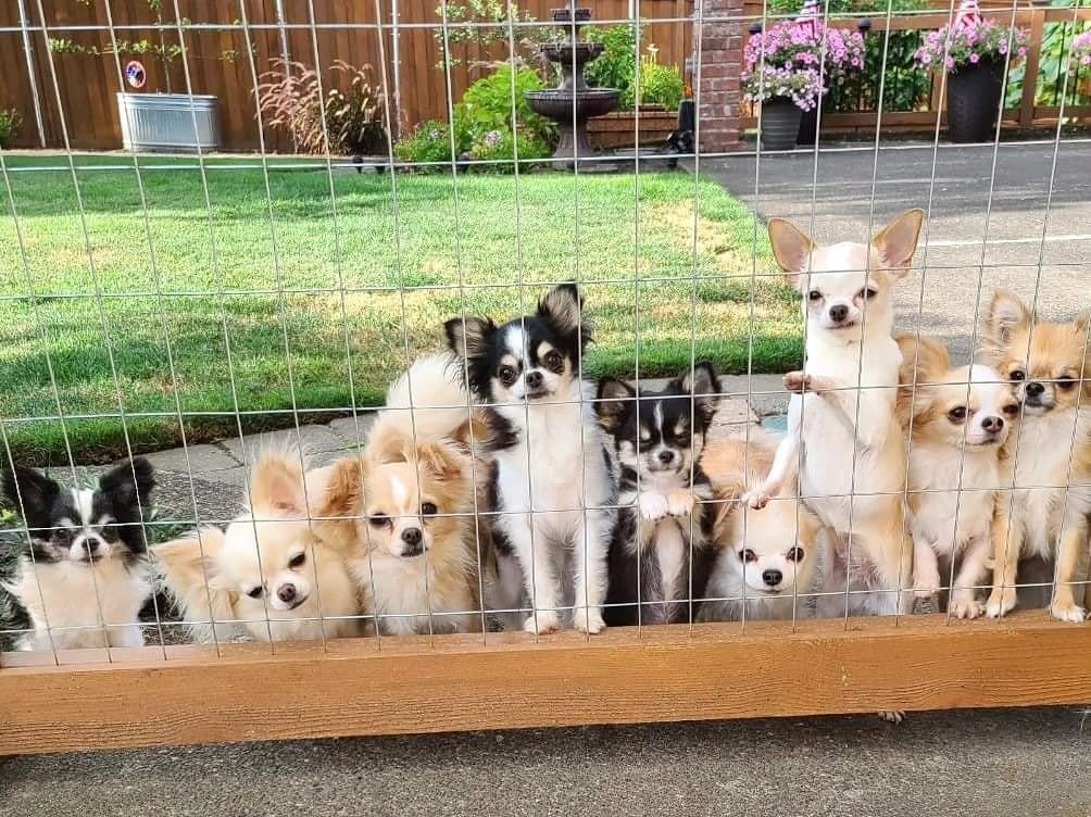 Post 10 by Kelli Giles l The Chihuahua Mama on Instagram (image)