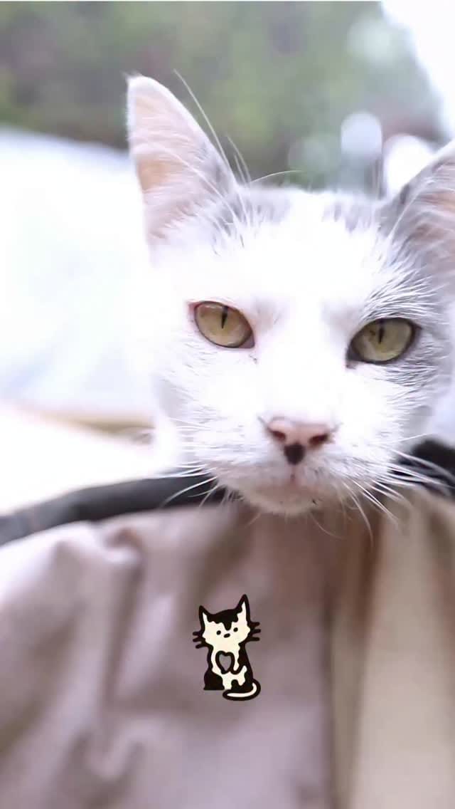 Post 2 by Catacumberitos 😼 on Instagram (video)