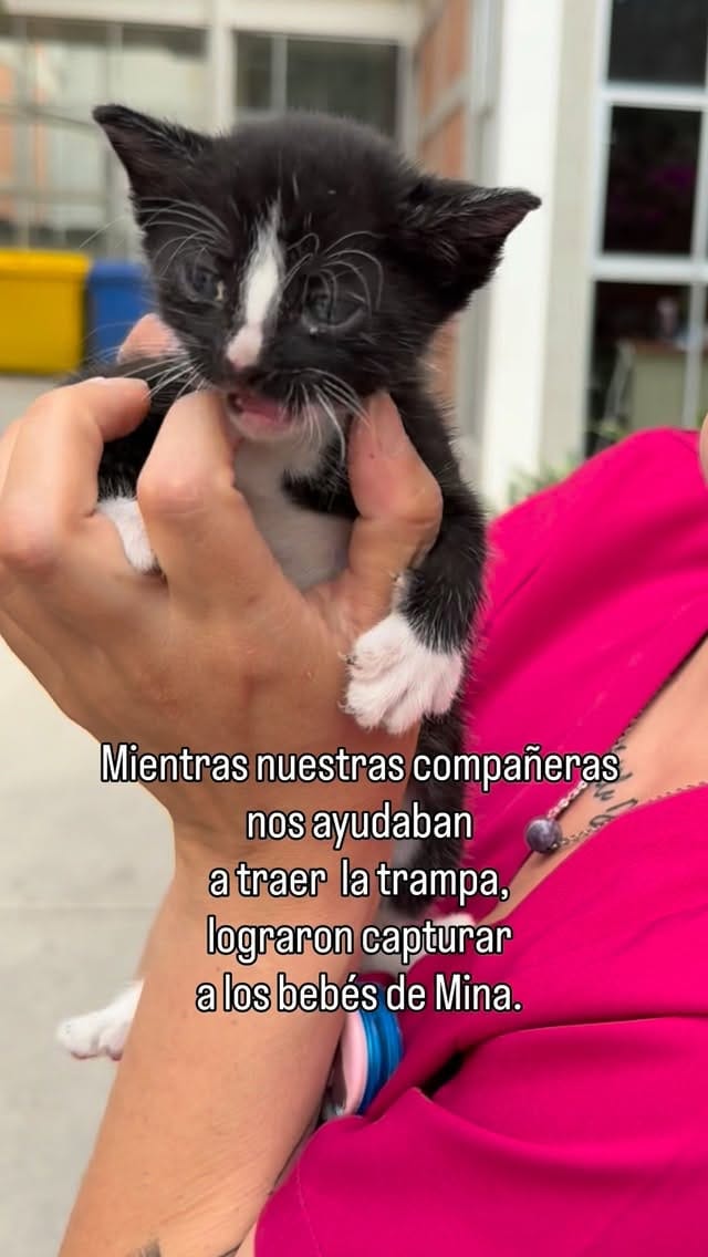 Post 4 by Catacumberitos 😼 on Instagram (video)