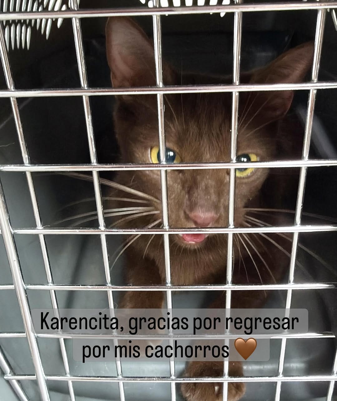 Post 3 by Catacumberitos 😼 on Instagram (carousel)