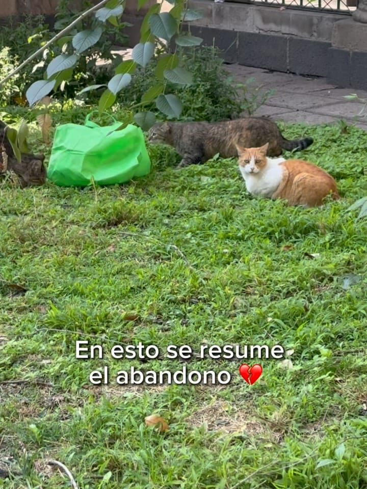 Post 8 by Catacumberitos 😼 on Instagram (carousel)
