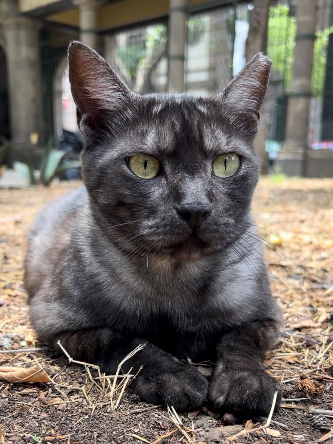 Post 7 by Catacumberitos 😼 on Instagram (carousel)