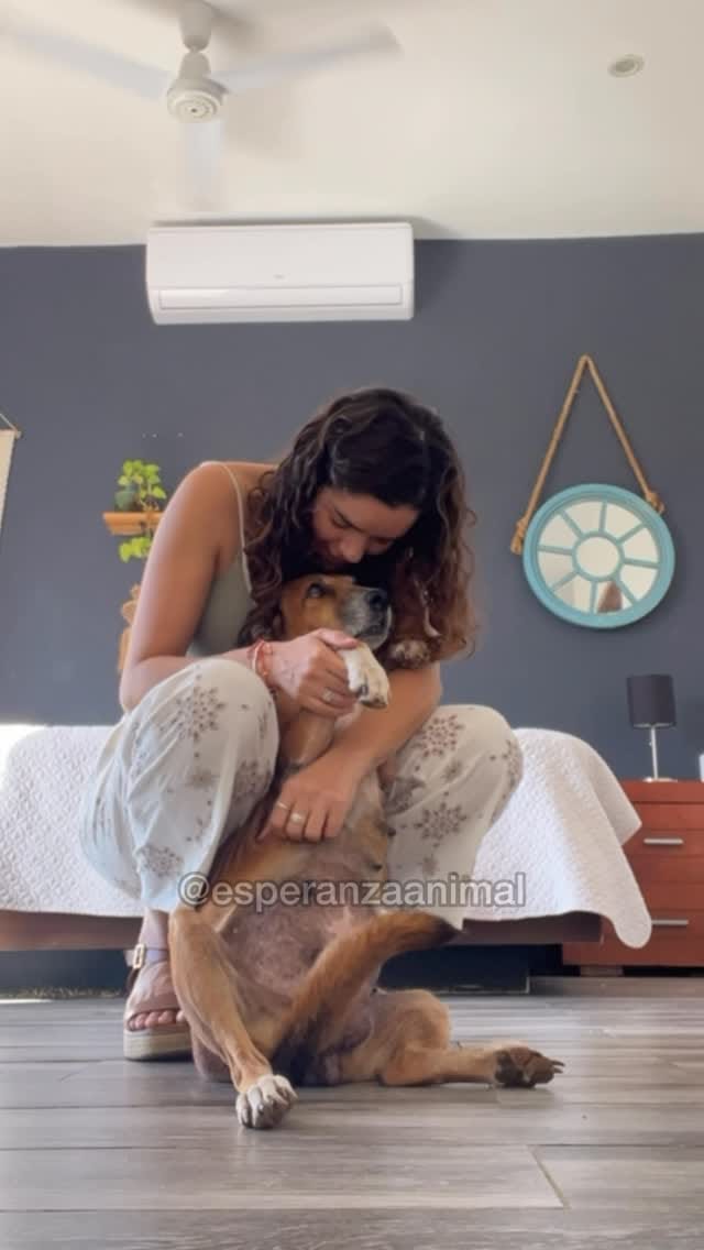 Post 2 by Esperanza Animal | Caro Zuleta | Rescate y esterilizaciones on Instagram (video)