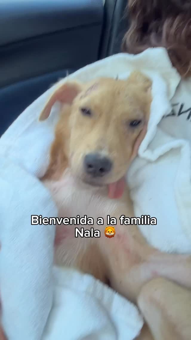 Post 6 by Esperanza Animal | Caro Zuleta | Rescate y esterilizaciones on Instagram (video)