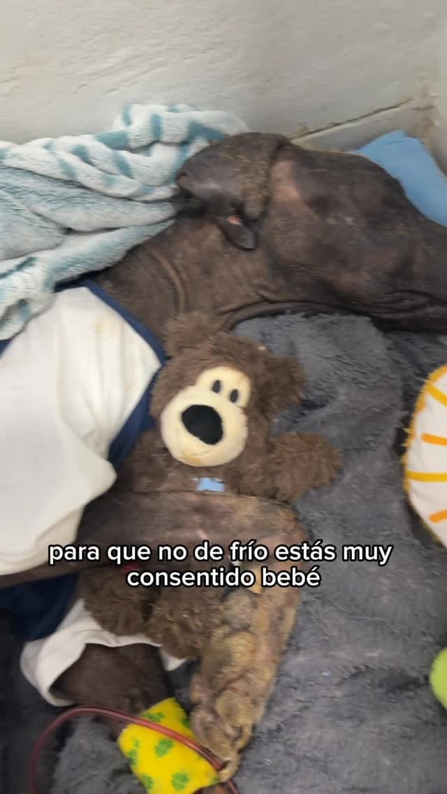 Post 7 by Esperanza Animal | Caro Zuleta | Rescate y esterilizaciones on Instagram (video)