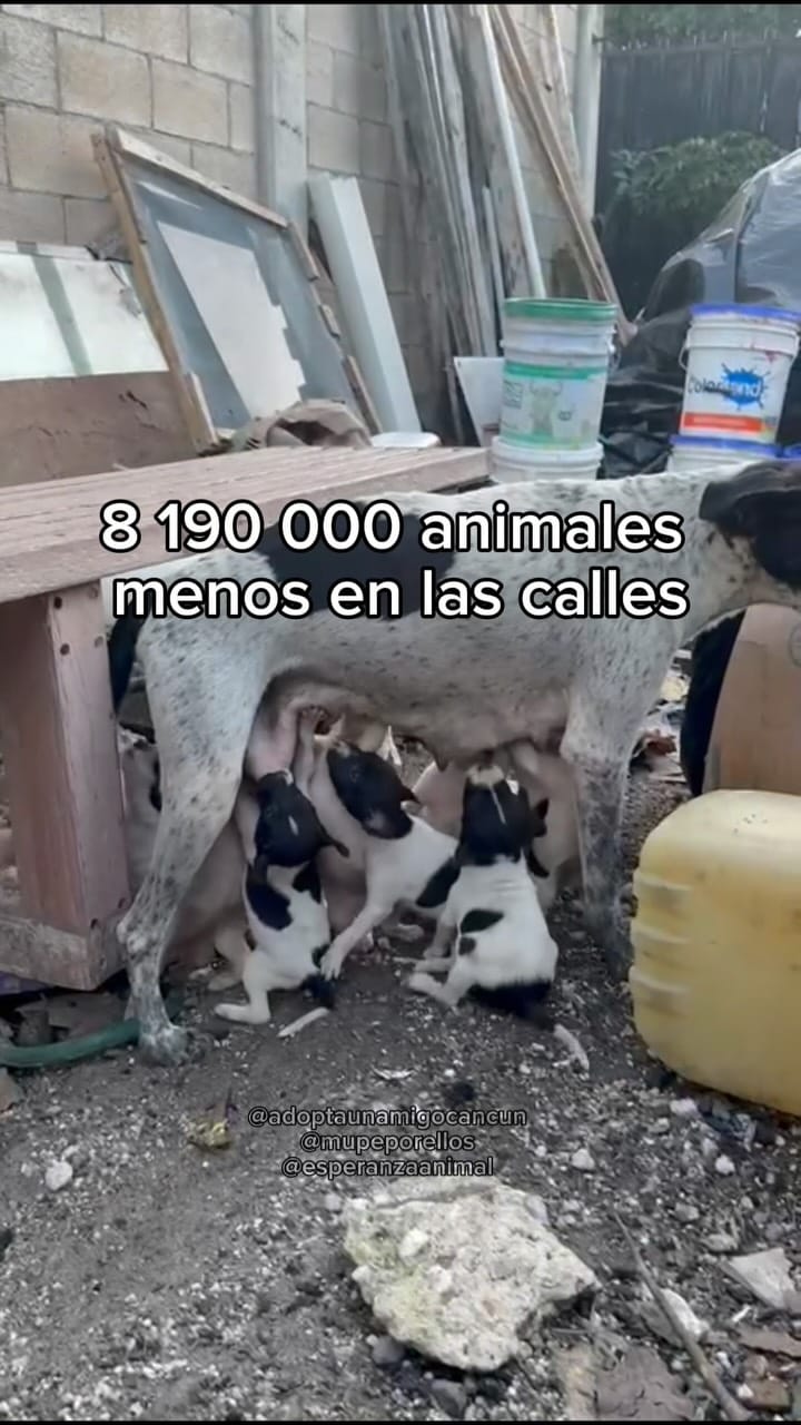 Post 9 by Esperanza Animal | Caro Zuleta | Rescate y esterilizaciones on Instagram (video)