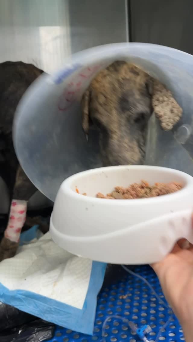 Post 8 by Esperanza Animal | Caro Zuleta | Rescate y esterilizaciones on Instagram (video)