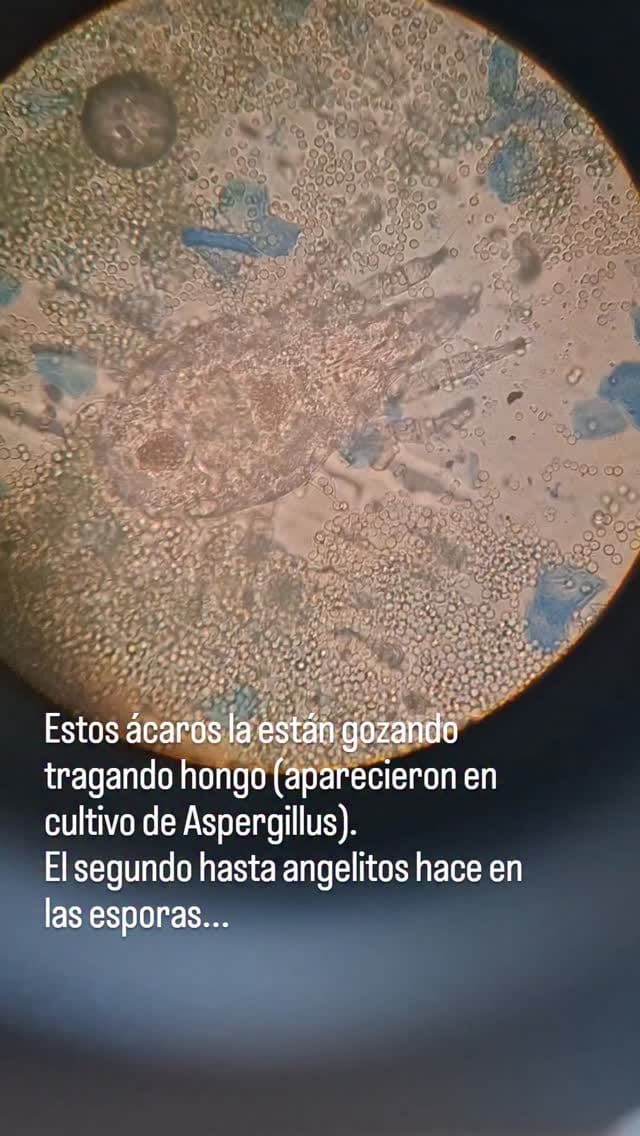 Post 6 by Dr.  Efren Robledo-Leal on Instagram (video)