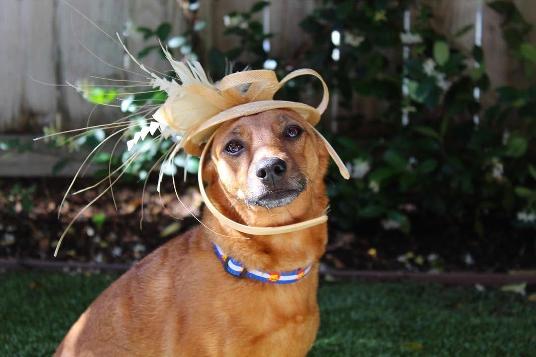 Post 6 by Hi, I'm Skittles! on Instagram (image)