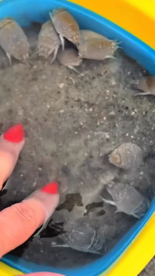 Post 3 by Holden Beach, NC on Instagram (video)