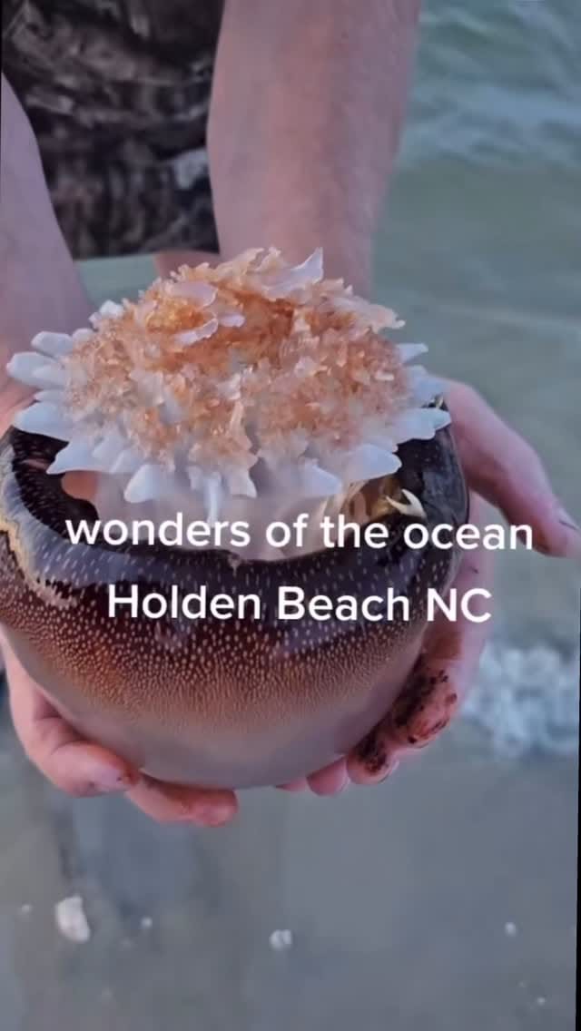 Post 9 by Holden Beach, NC on Instagram (video)