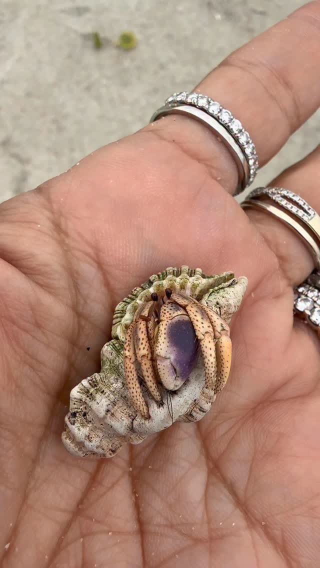 Post 7 by Holden Beach, NC on Instagram (video)