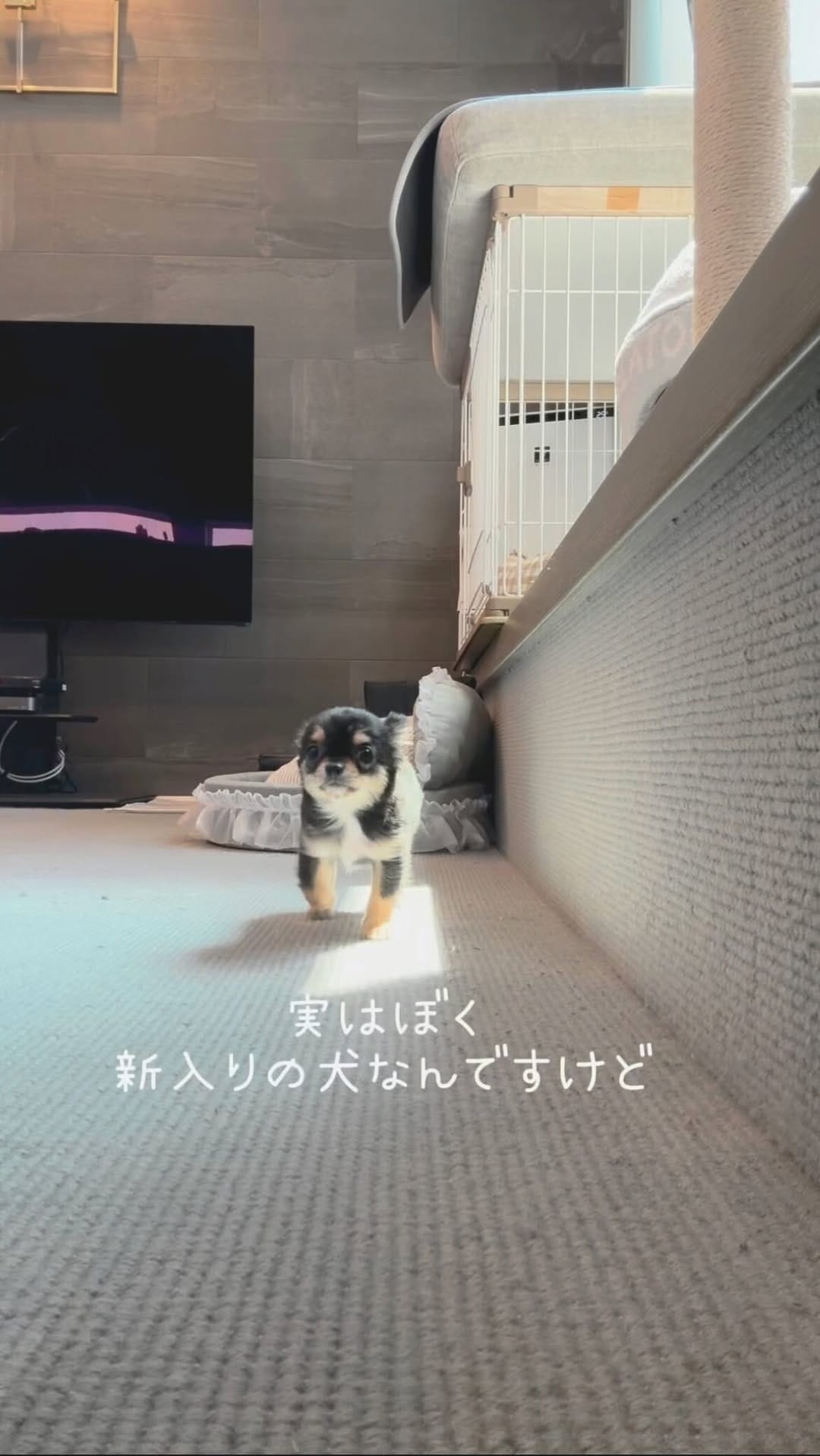 Post 10 by ˗ˏˋおもずくわˎˊ˗ on Instagram (video)