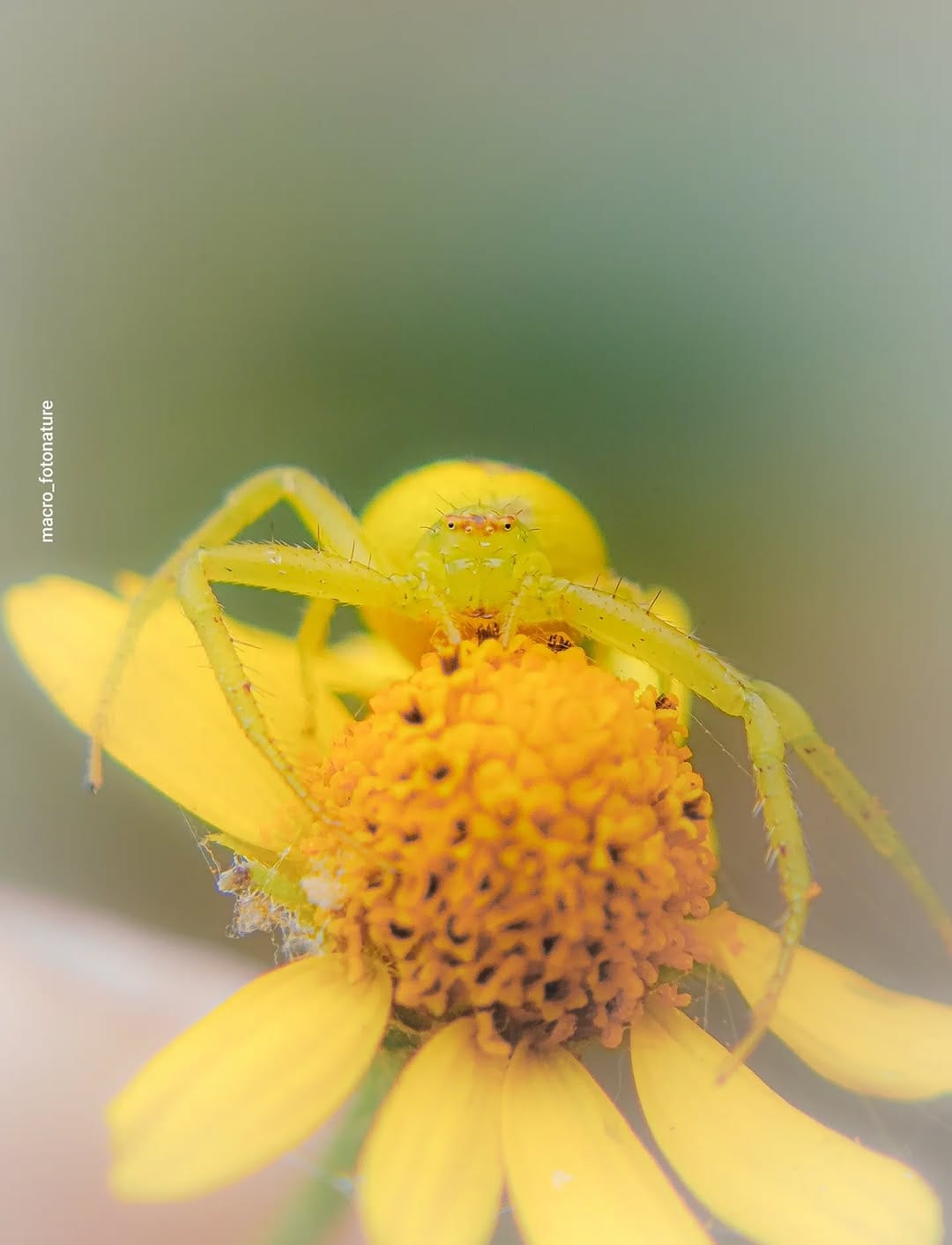 Post 1 by luci Rodriguez on Instagram (image)