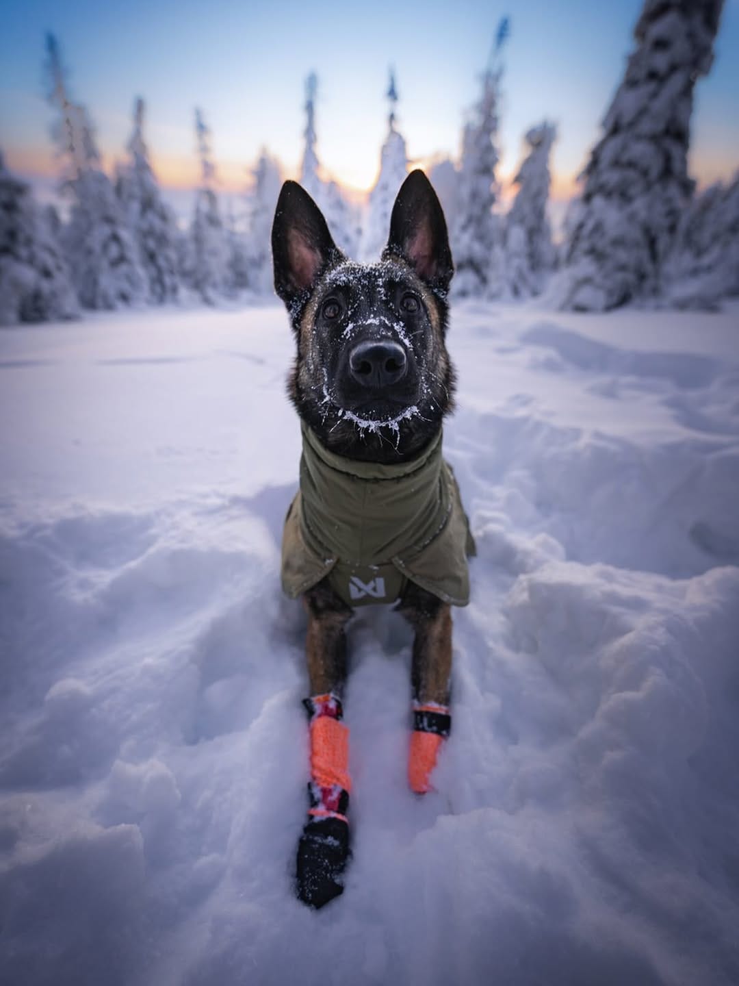 Post 2 by Bailey, Kira & Phoebe 🥾🐾 on Instagram (image)