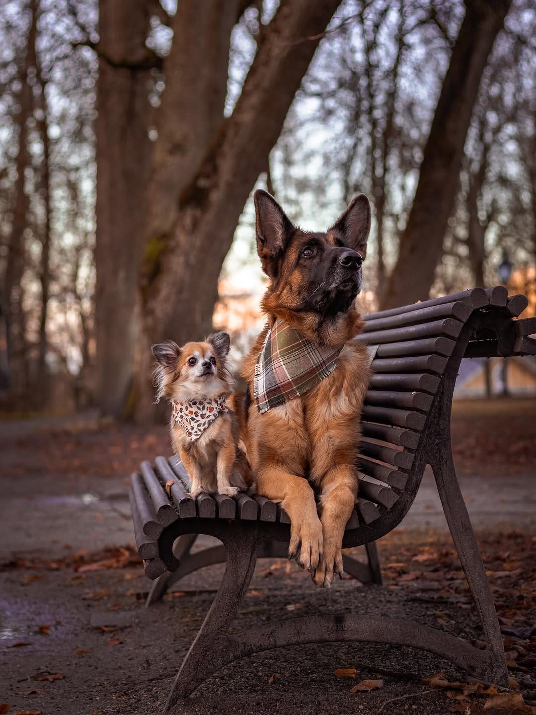 Post 6 by Bailey, Kira & Phoebe 🥾🐾 on Instagram (image)