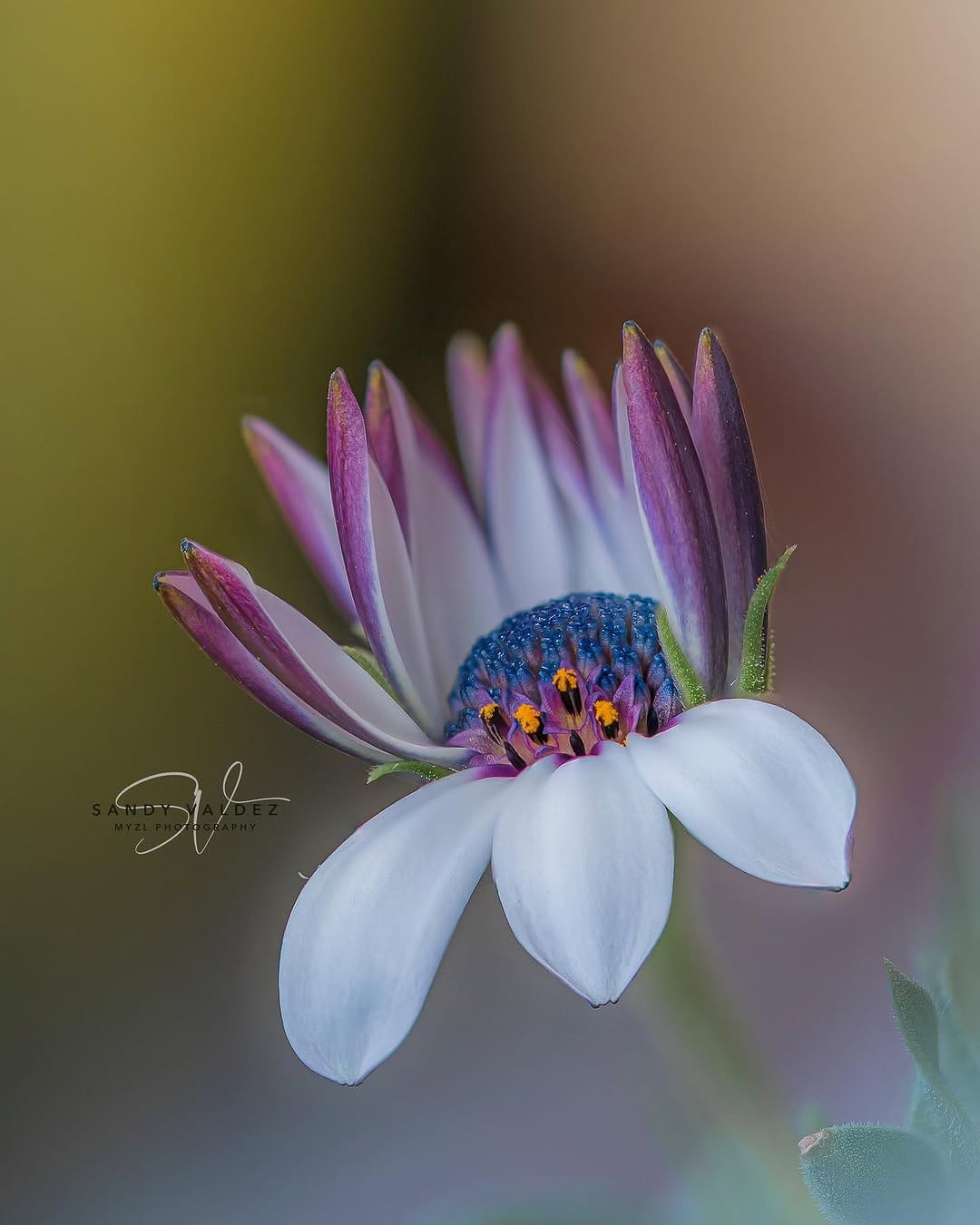 Post 10 by SANDY VALDEZ on Instagram (image)