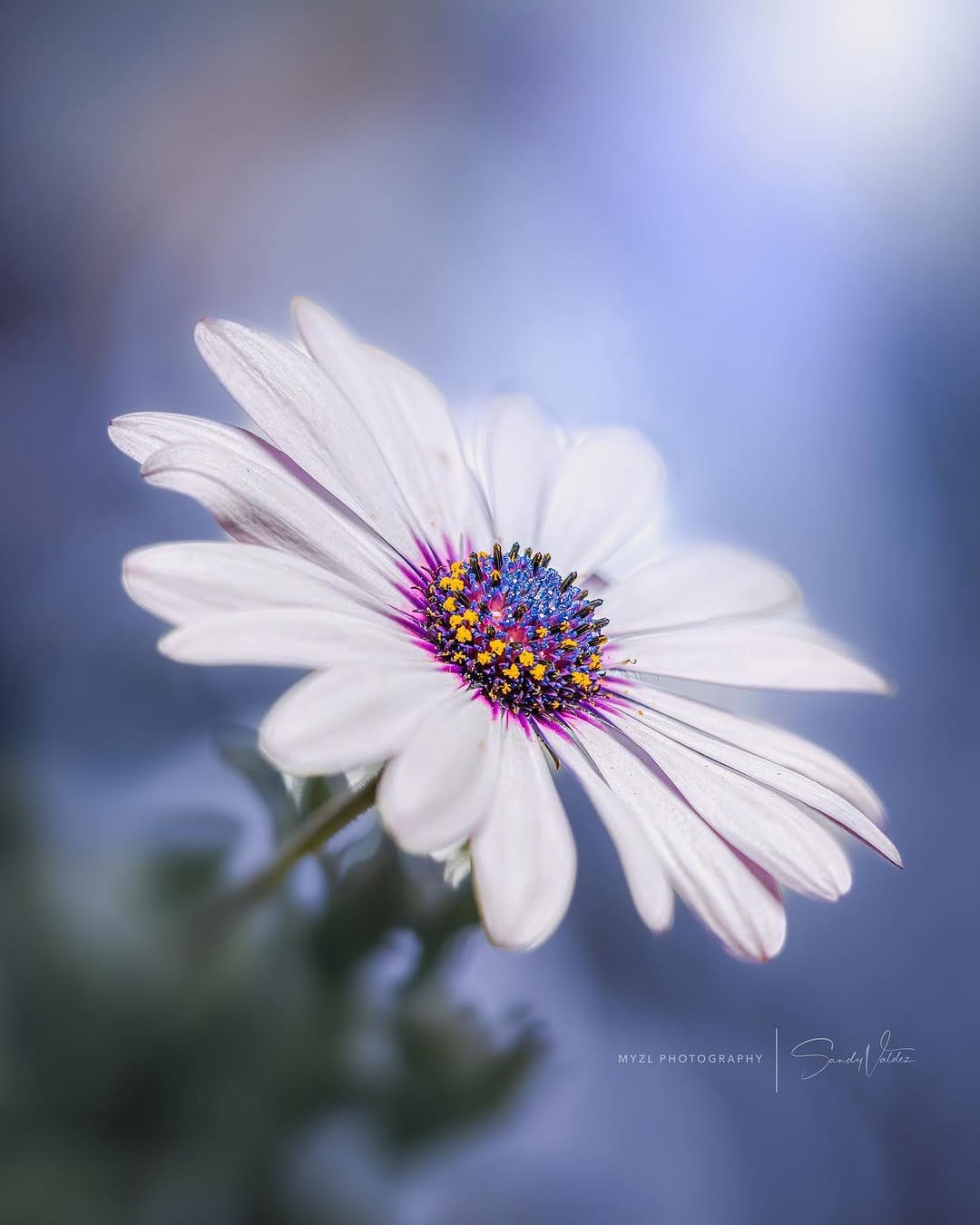 Post 5 by SANDY VALDEZ on Instagram (image)