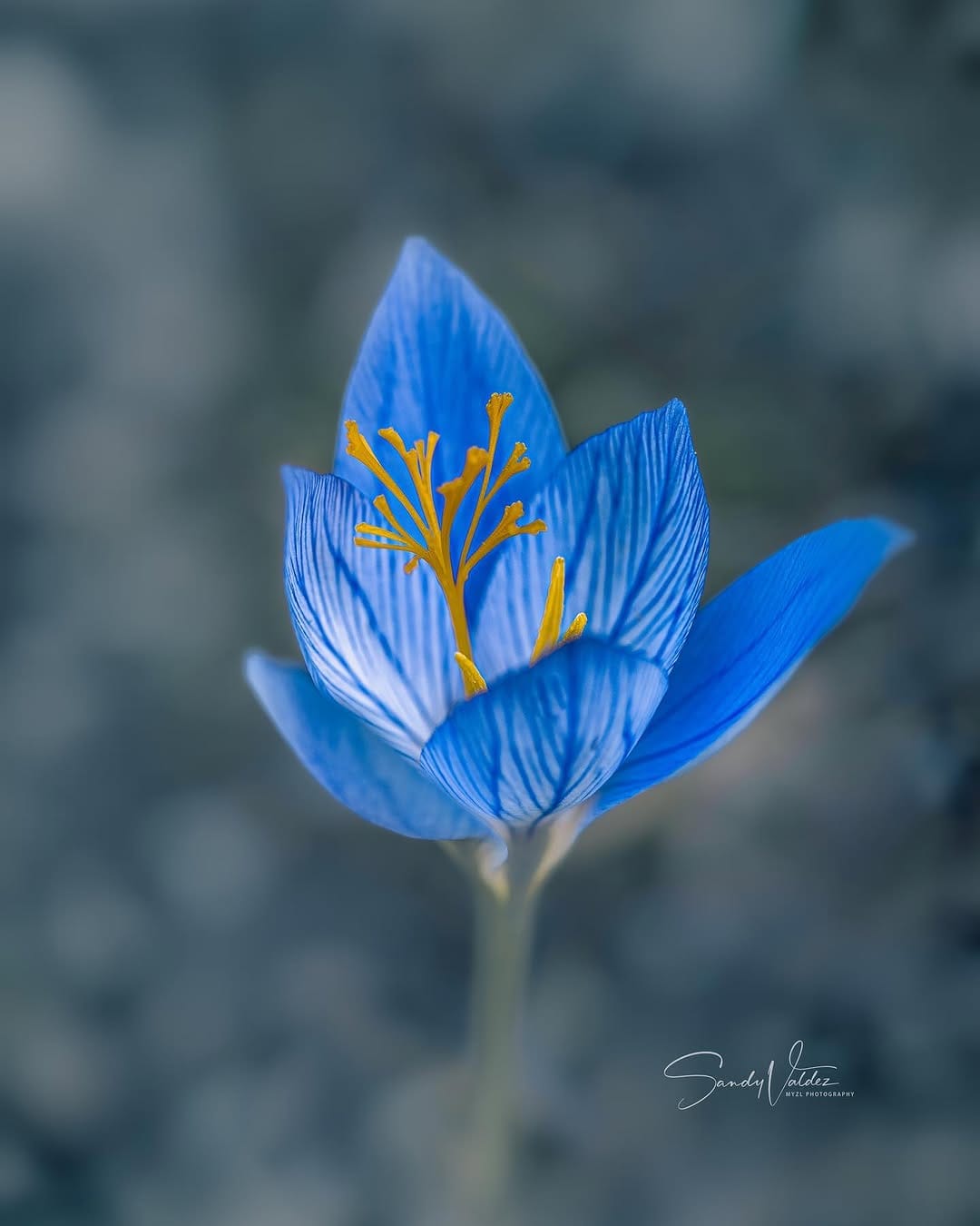 Post 9 by SANDY VALDEZ on Instagram (image)