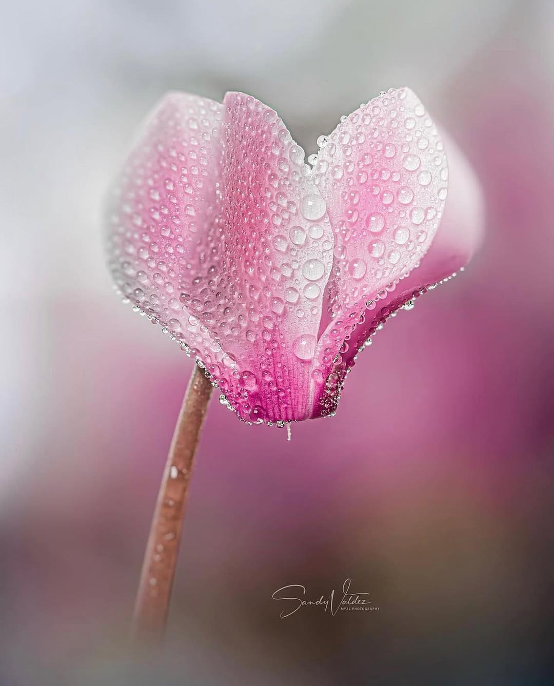 Post 2 by SANDY VALDEZ on Instagram (image)