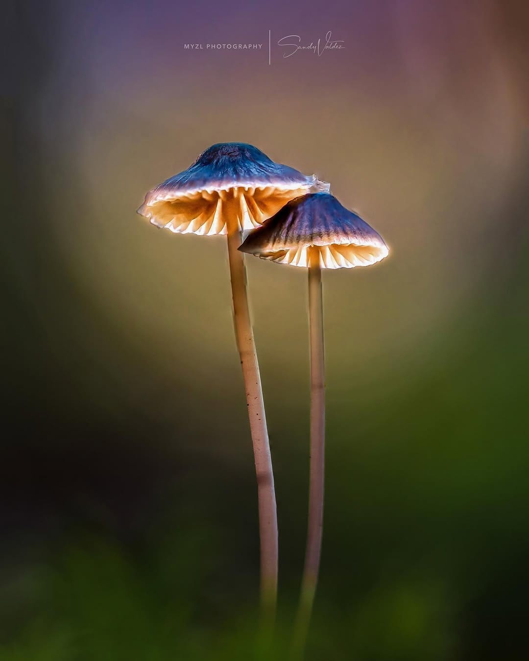 Post 7 by SANDY VALDEZ on Instagram (image)
