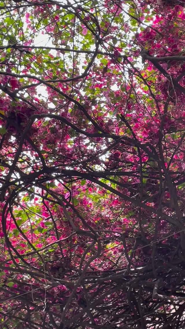 Post 6 by Que Pasa Oaxaca on Instagram (video)