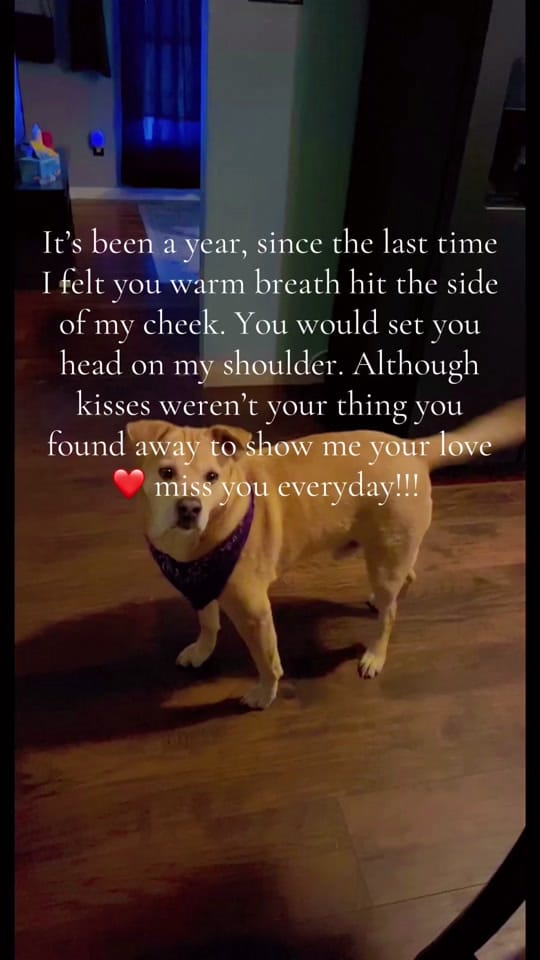 Post 3 by Franny Monsour on TikTok (video)