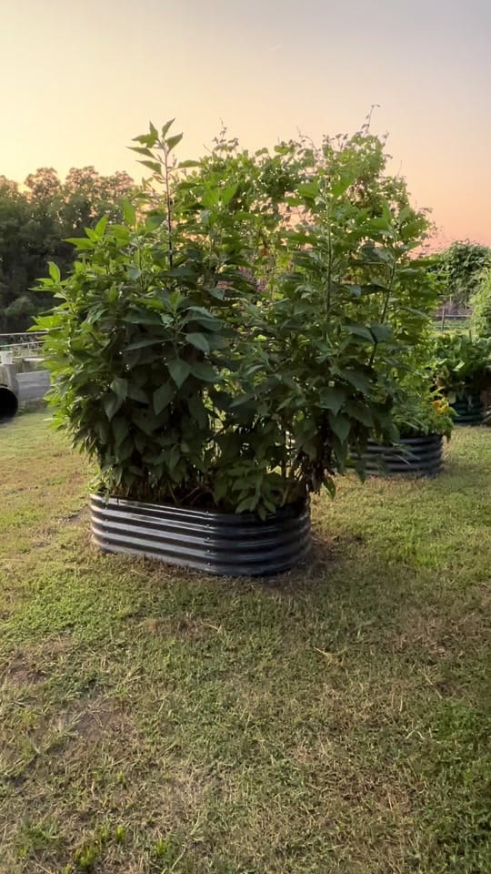 Post 7 by Laura 💚 on TikTok (video)