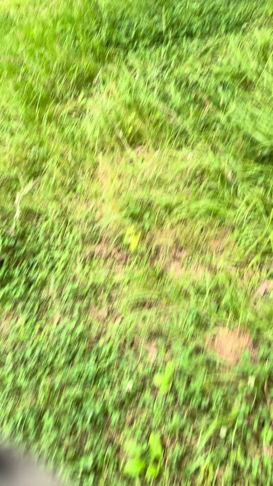 Post 6 by 🐝Honeybee_Lady🐝 on TikTok (video)