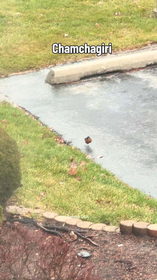 Post 7 by sehrishusavlog 🇺🇸🇵🇰 on TikTok (video)