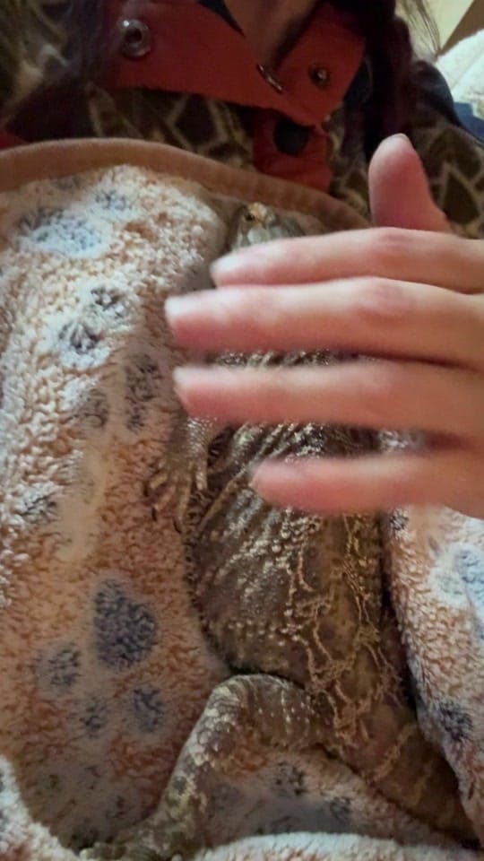 Post 5 by WHOSAGOODLIZARD on TikTok (video)