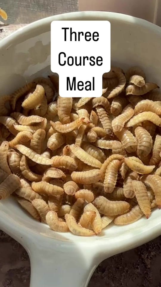 Post 6 by WHOSAGOODLIZARD on TikTok (video)