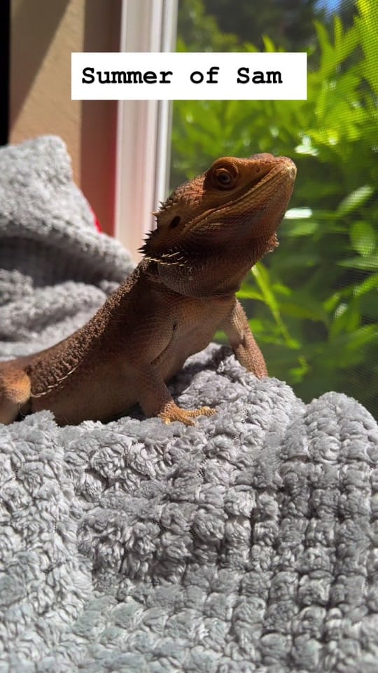 Post 8 by WHOSAGOODLIZARD on TikTok (video)