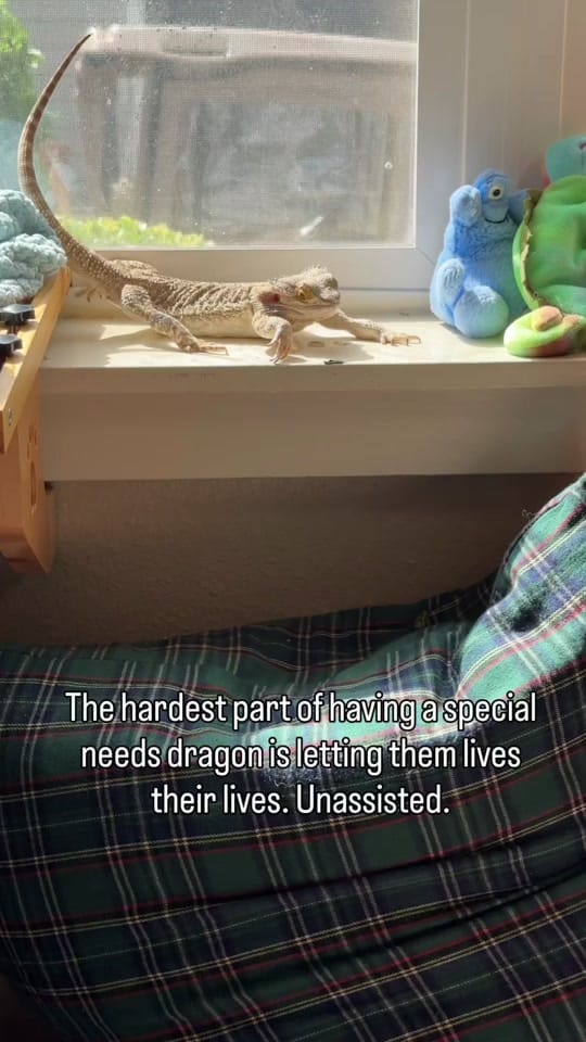 Post 1 by WHOSAGOODLIZARD on TikTok (video)