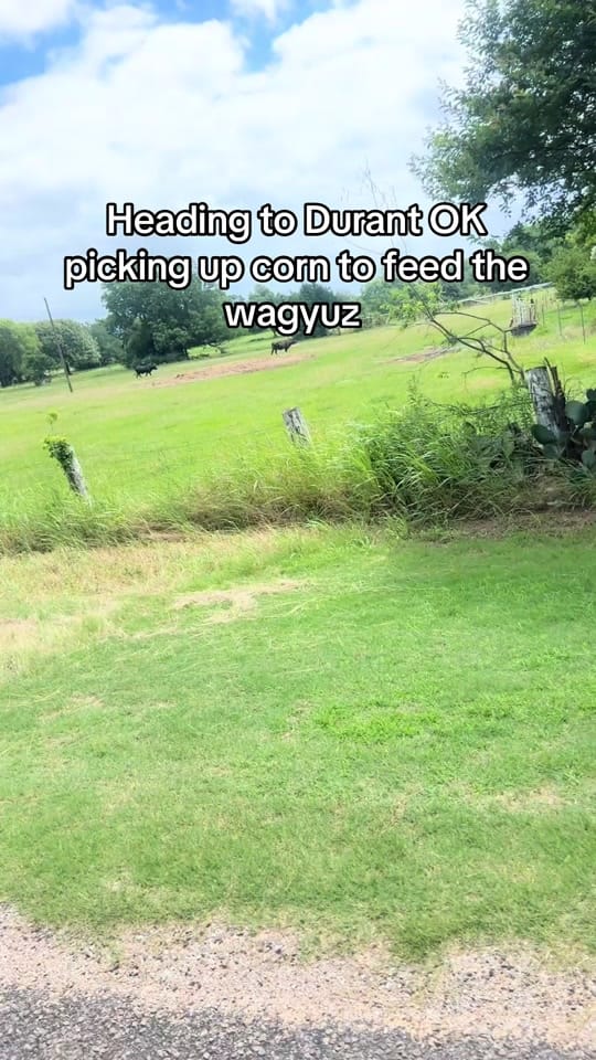 Post 1 by Mina Lou on TikTok (video)